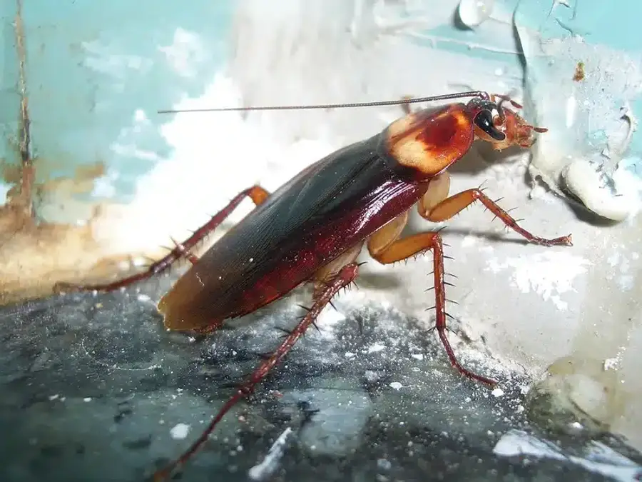 Cockroach in a corner image