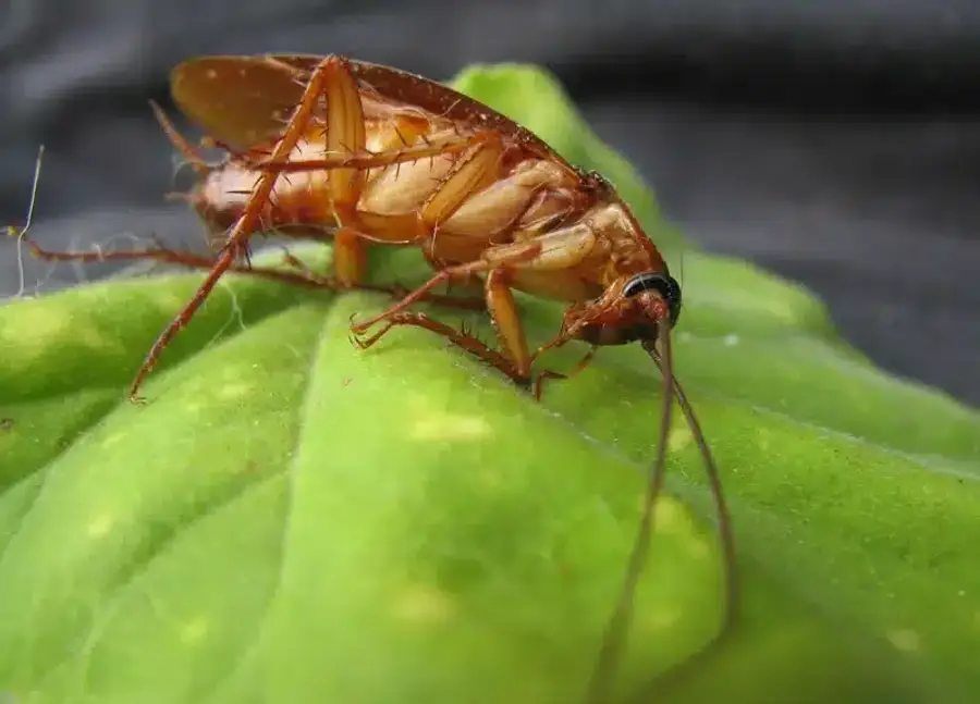 Cockroach on a green leaf