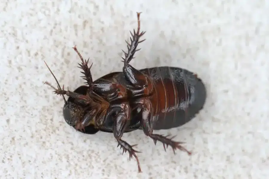 Cockroach on a light surface