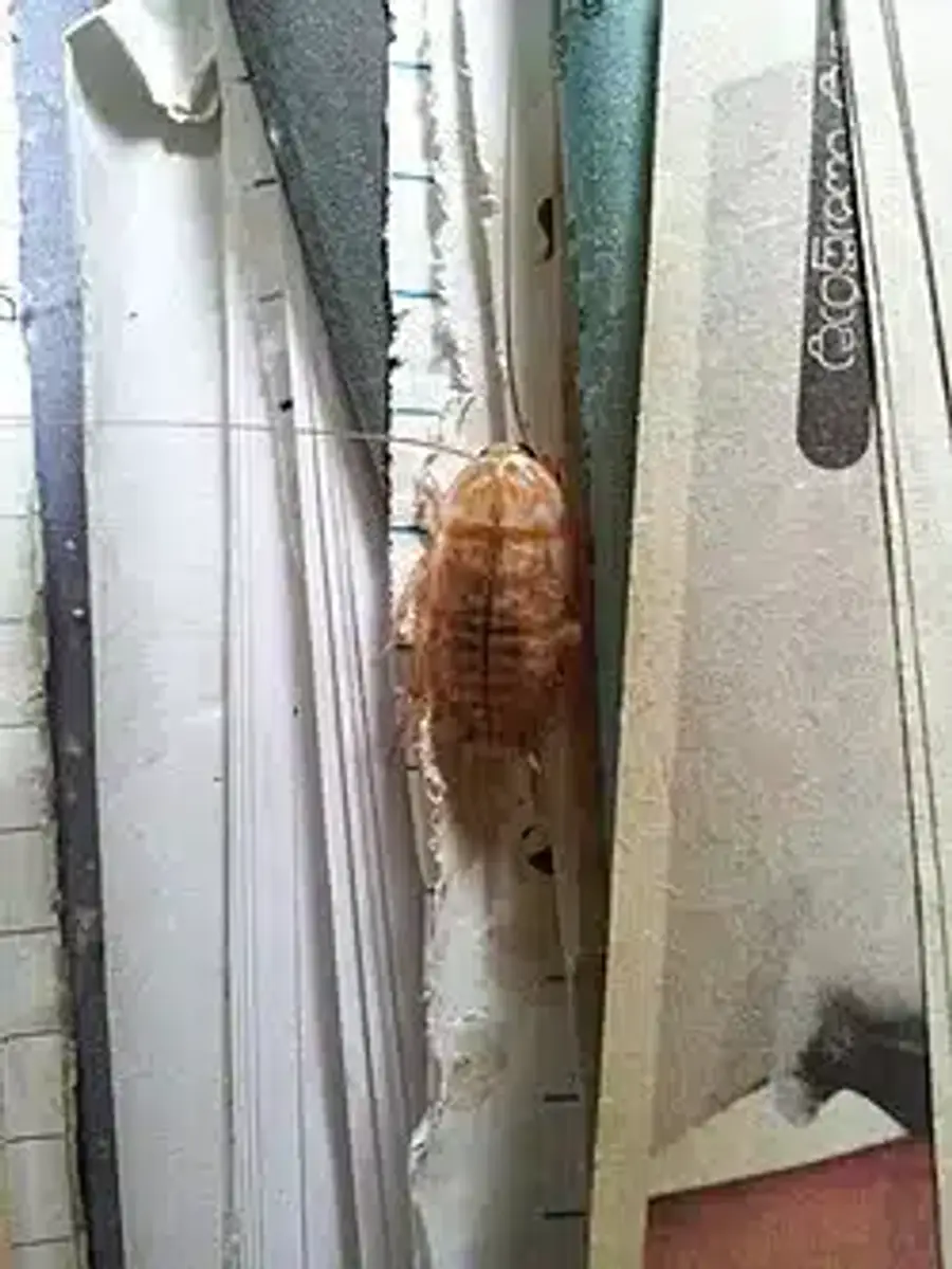 Cockroach on old magazines