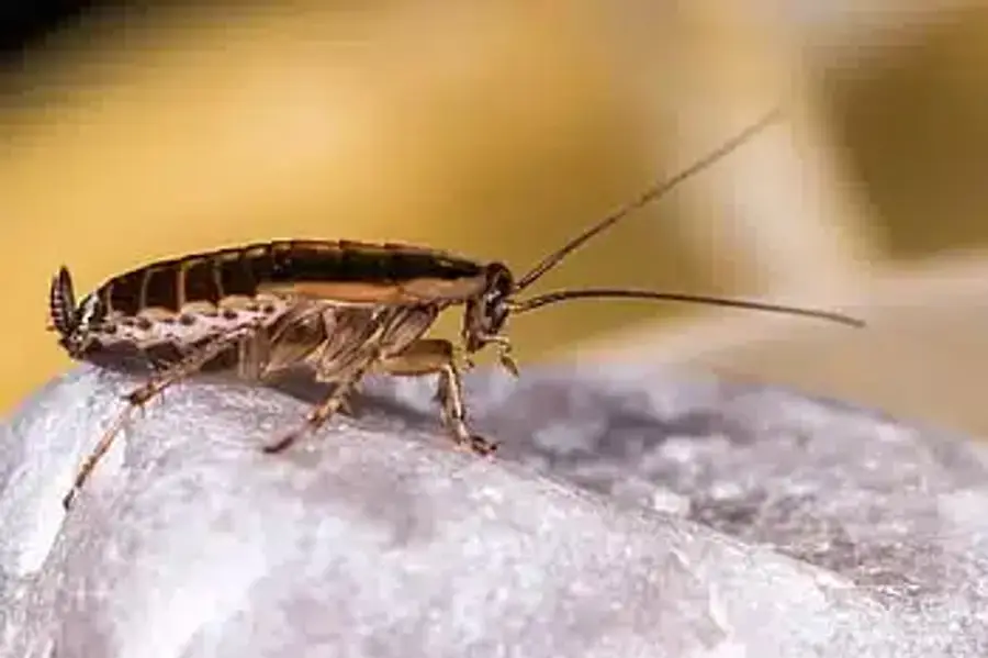 Close-up of a cockroach