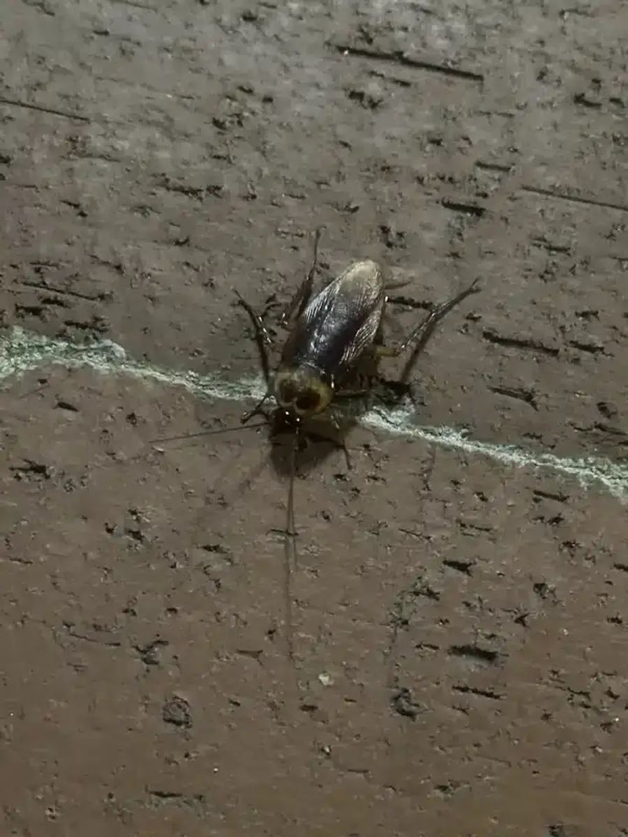 Cockroach on tile flooring showing typical body shape