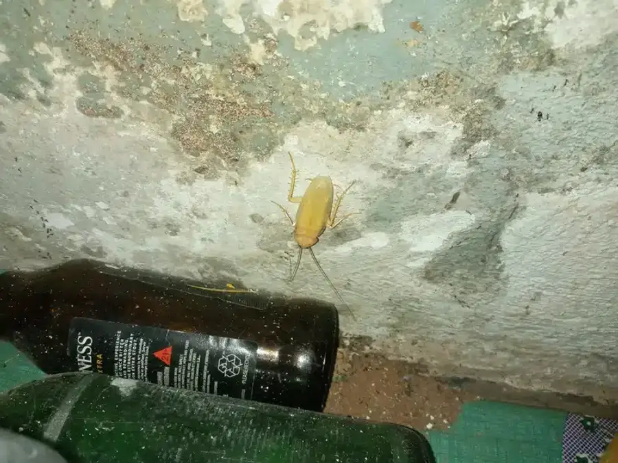 Cockroach on a wall near bottles