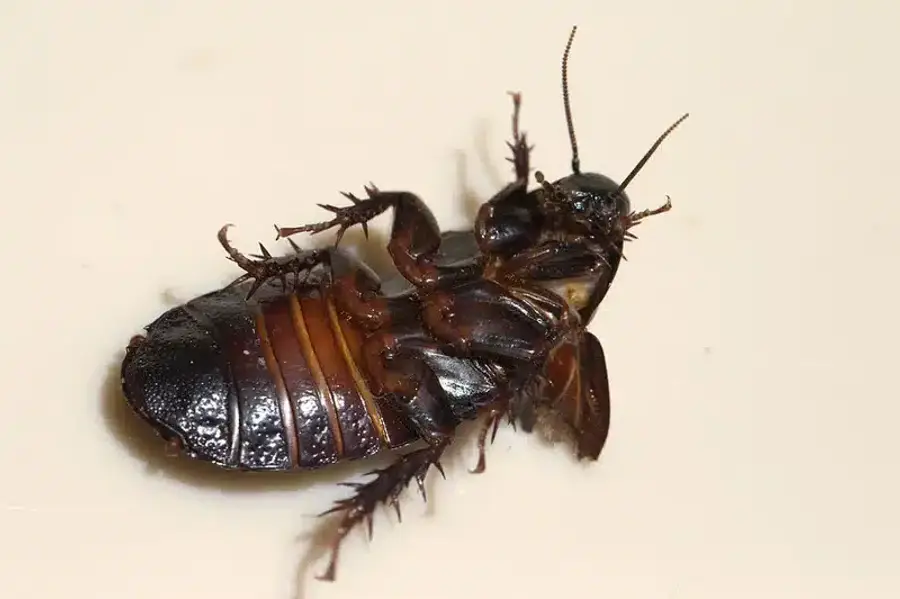 Dead cockroach on a white surface