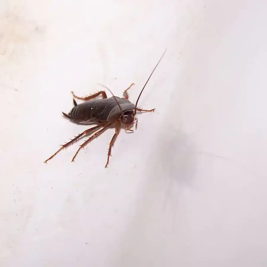 Cockroach on a white surface