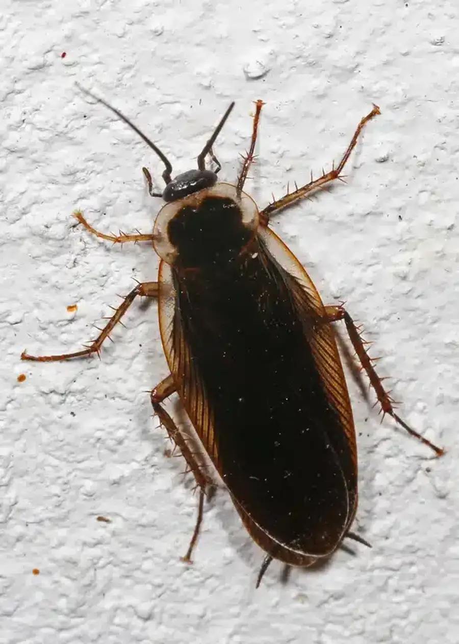 Cockroach on a white wall