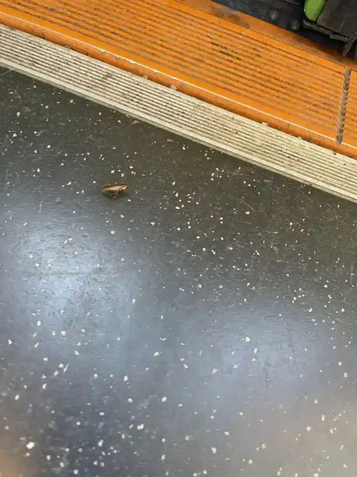 Cockroach near threshold showing entry point