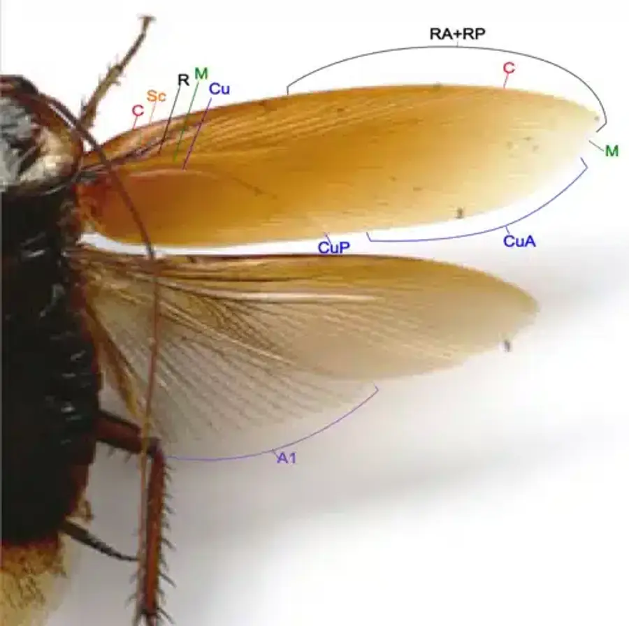 Diagram of cockroach wing structure