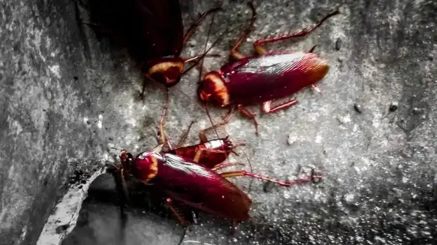 Three cockroaches on a surface