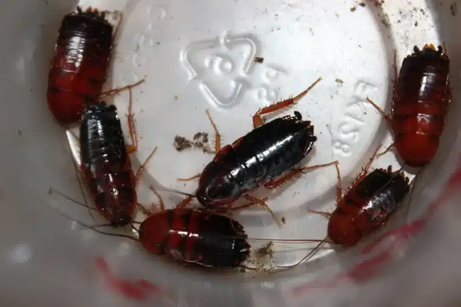 Multiple cockroach nymphs in a clear container
