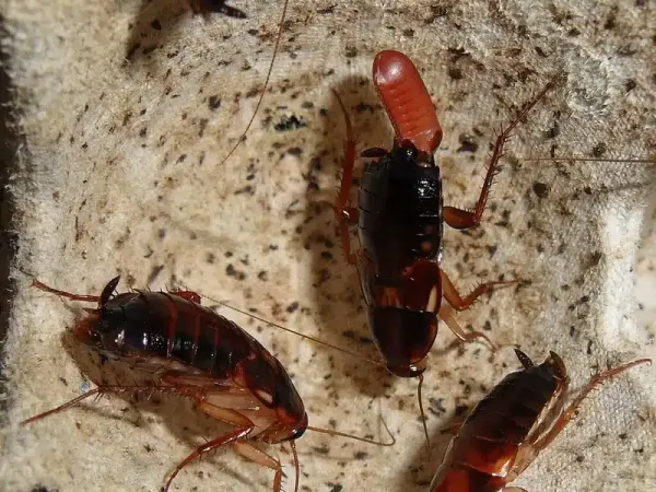 Baby Roaches in Your Home: Identification and Solutions