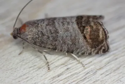 Codling Moth