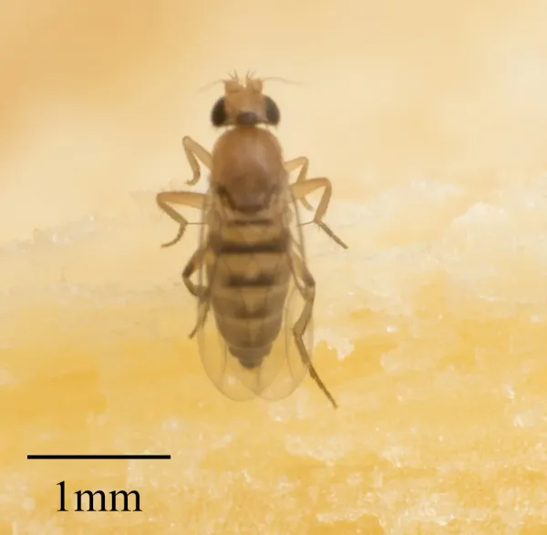 Top-down view of a coffin fly showing its distinctive striped abdomen and humpbacked appearance