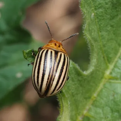 Colorado Potato Beetles