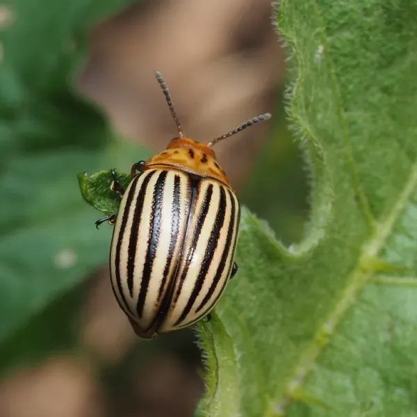 Top-down view of a Colorado potato beetle showing its distinctive yellow body with black longitudinal stripes on a green leaf