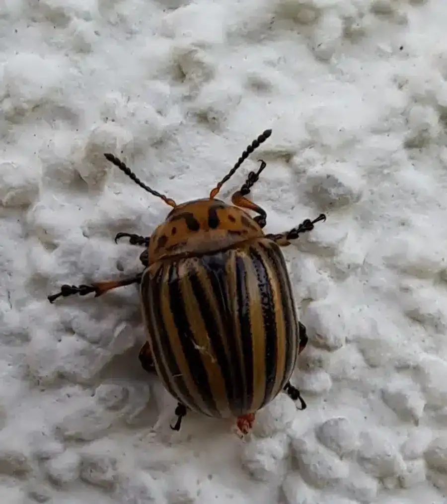 Colorado potato beetle with black stripes
