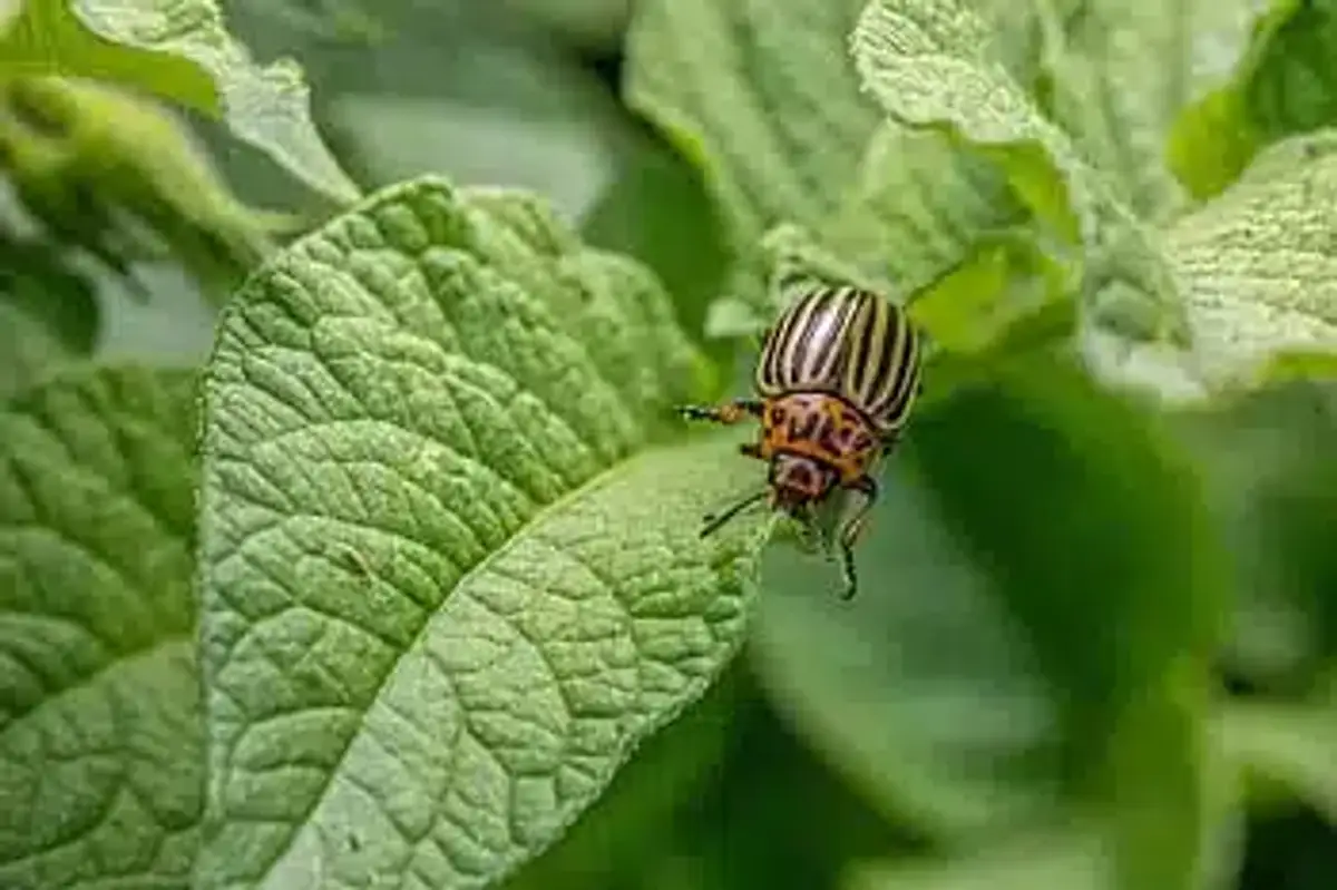 Colorado potato beetle on green leaf