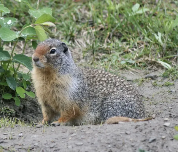 Side profile of a Columbian ground squirrel near its burrow entrance showing spotted fur pattern and reddish-brown face