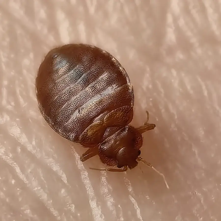 Adult common bed bug Cimex lectularius photographed from above on human skin