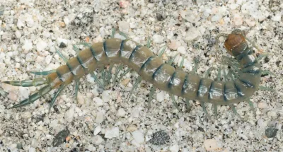 Common Desert Centipede