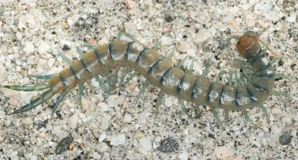 Common desert centipede showing characteristic banded body segments on sandy ground