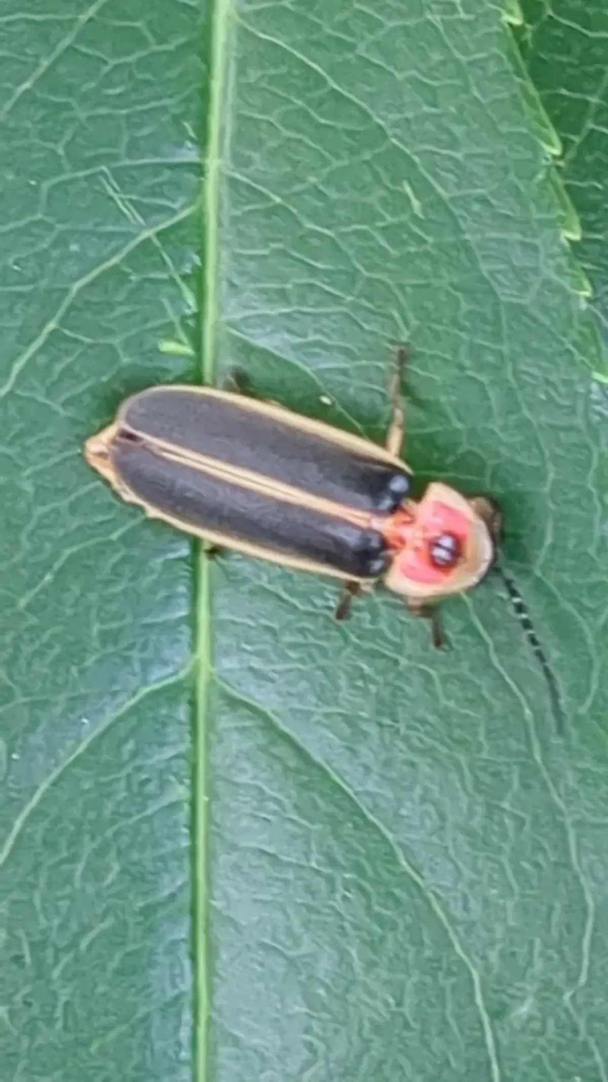 A common eastern firefly resting on a green leaf, showing its pink and black markings