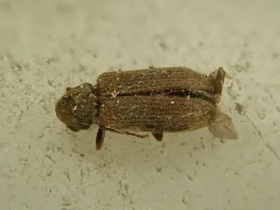 Common Furniture Beetle