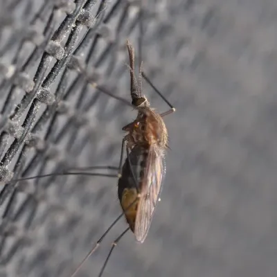 Common malaria mosquito resting on a window screen, showing its brown body, dark wing spots, and long palps beside the proboscis