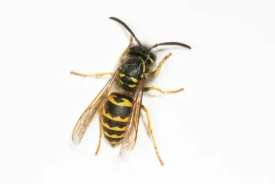 Top-down view of a common yellowjacket showing distinctive black and yellow banding pattern with clear wings