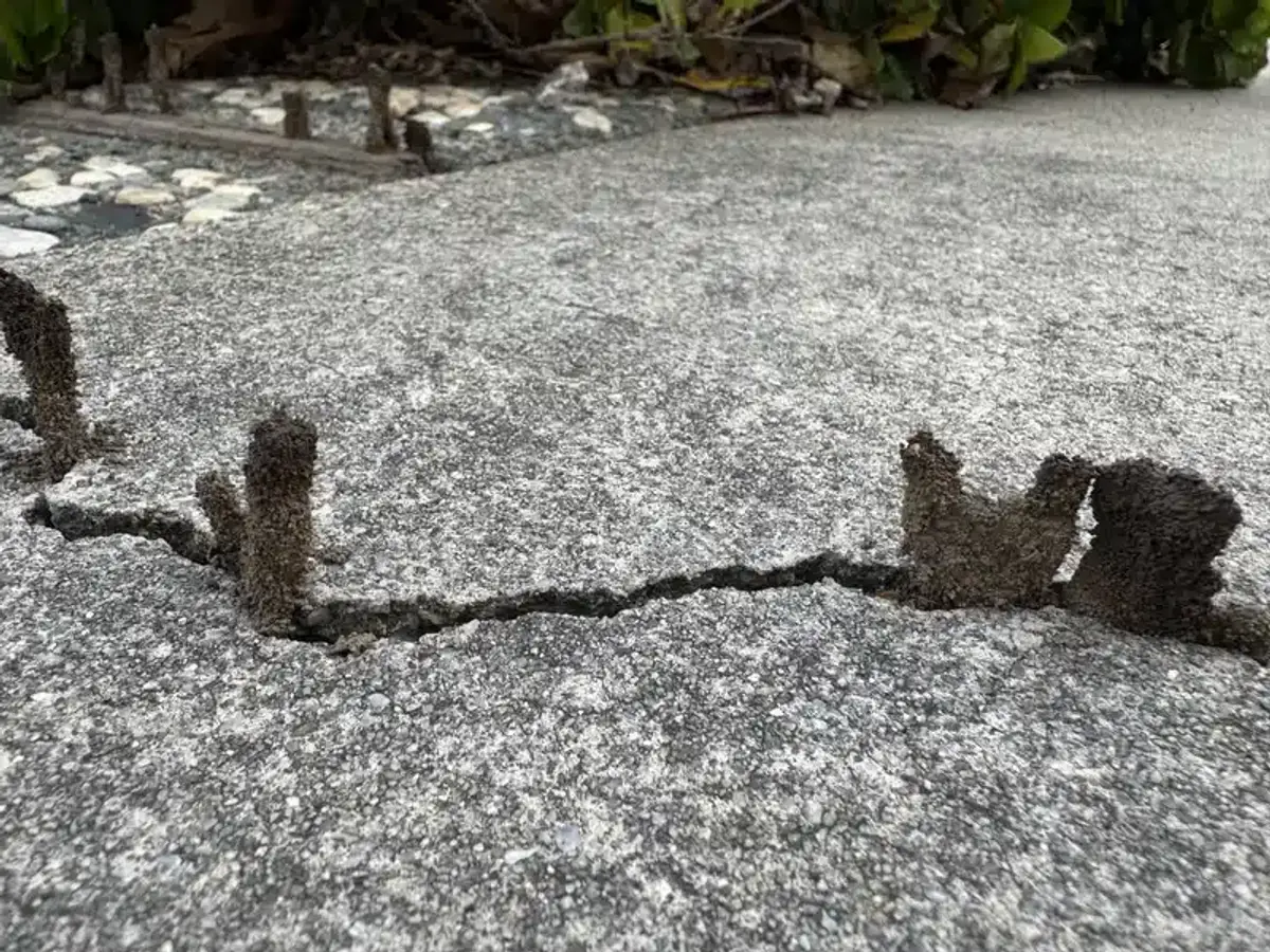 Termite mud tubes sticking up out of a crack in a concrete walkway