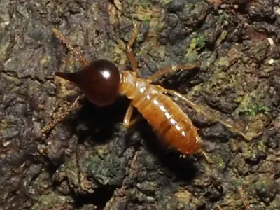 Conehead termite soldier showing distinctive dark cone-shaped head and cream-colored body