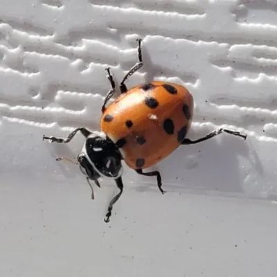 Convergent Lady Beetle