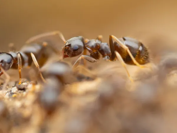 Close-up side view of a cornfield ant showing its light brown body and characteristic features