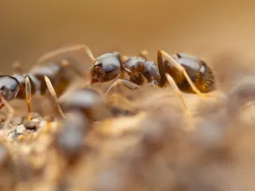 Cornfield ant worker, used to identify it on the ant chart
