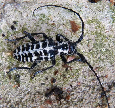 Cottonwood Borers