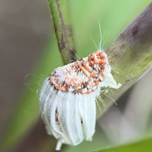 Close-up of a cottony cushion scale showing its orange-red body and white fluted egg sac on a plant stem