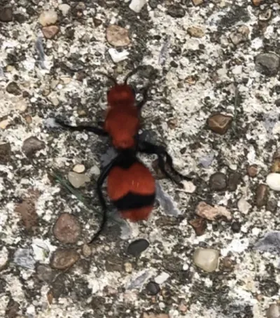 Top-down view of a cow killer velvet ant showing distinctive red and black coloring
