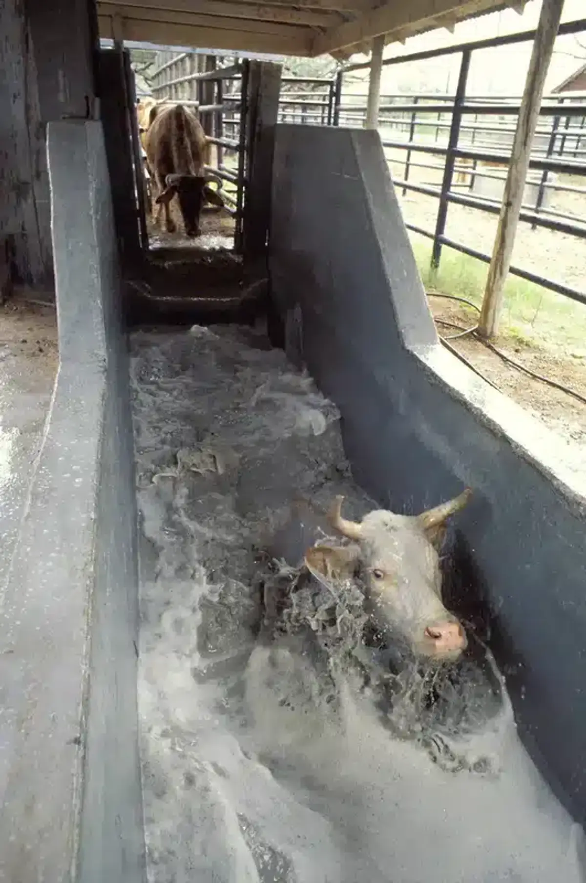 Cow being washed in a trough