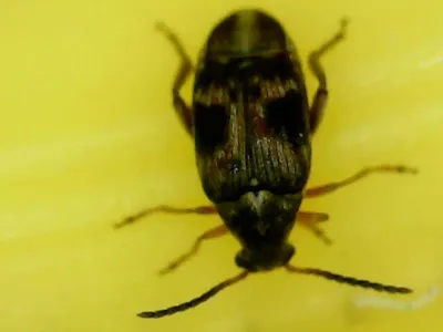 Top-down view of a cowpea weevil showing mottled reddish-brown wing covers and dark body