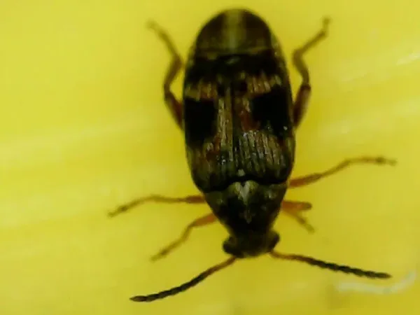 Top-down view of a cowpea weevil showing mottled reddish-brown wing covers and dark body