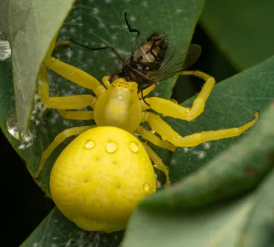Yellow goldenrod crab spider on a leaf showing distinctive crab-like body shape and extended front legs