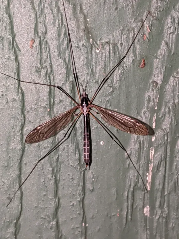 Top-down view of a crane fly showing its characteristic long legs and wings spread on a gray surface