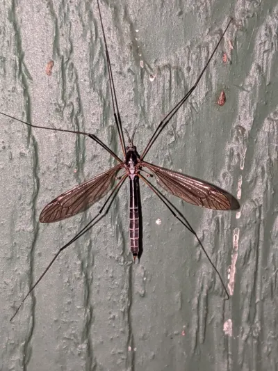 Top-down view of a crane fly showing its characteristic long legs and wings spread on a gray surface