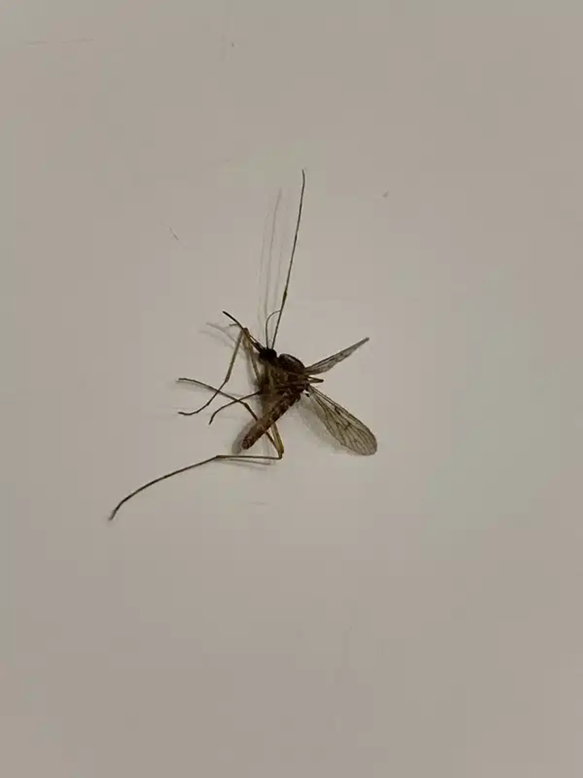 Crane fly showing distinctive long legs and larger body size