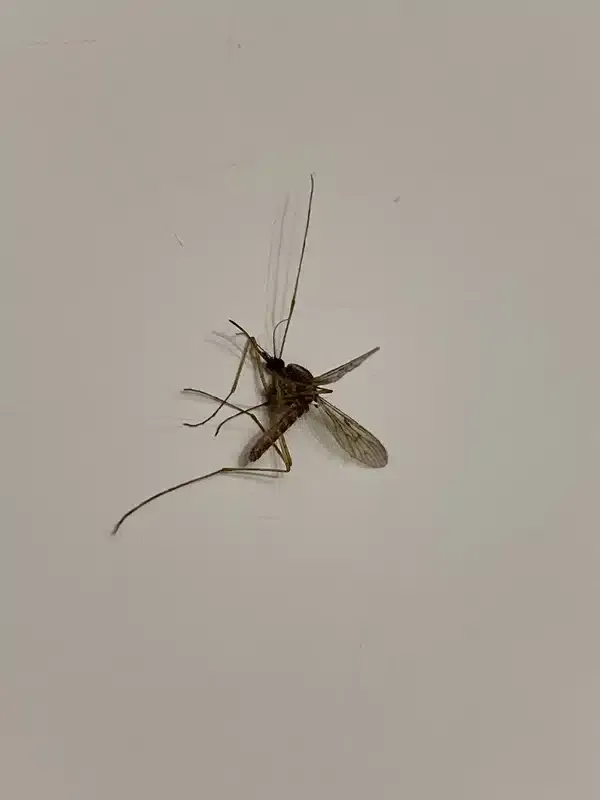 Crane Fly vs Mosquito: Is That 'Mosquito Hawk' a Threat?