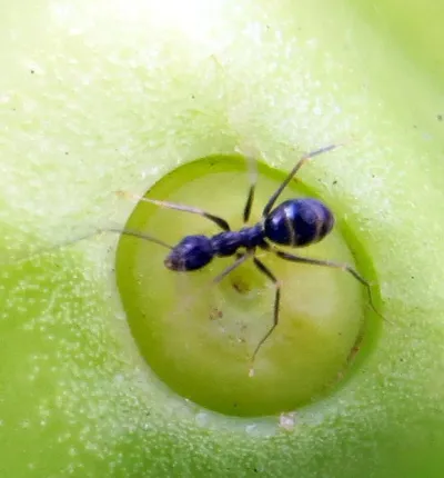 Close-up of a longhorn crazy ant showing its characteristic long legs and antennae