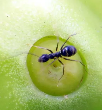 Crazy ant worker, used to identify it on the ant chart