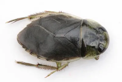 Top-down dorsal view of a creeping water bug showing its flat oval body and powerful front legs