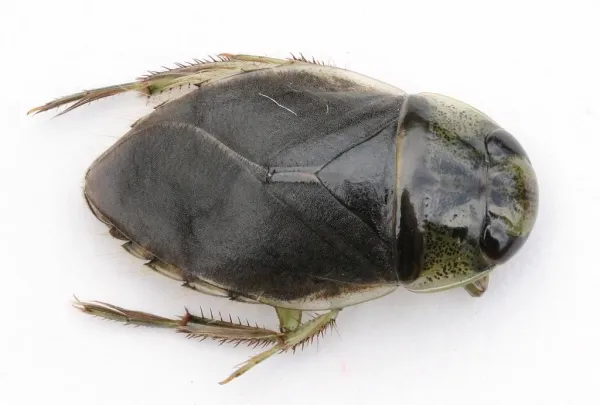 Top-down dorsal view of a creeping water bug showing its flat oval body and powerful front legs