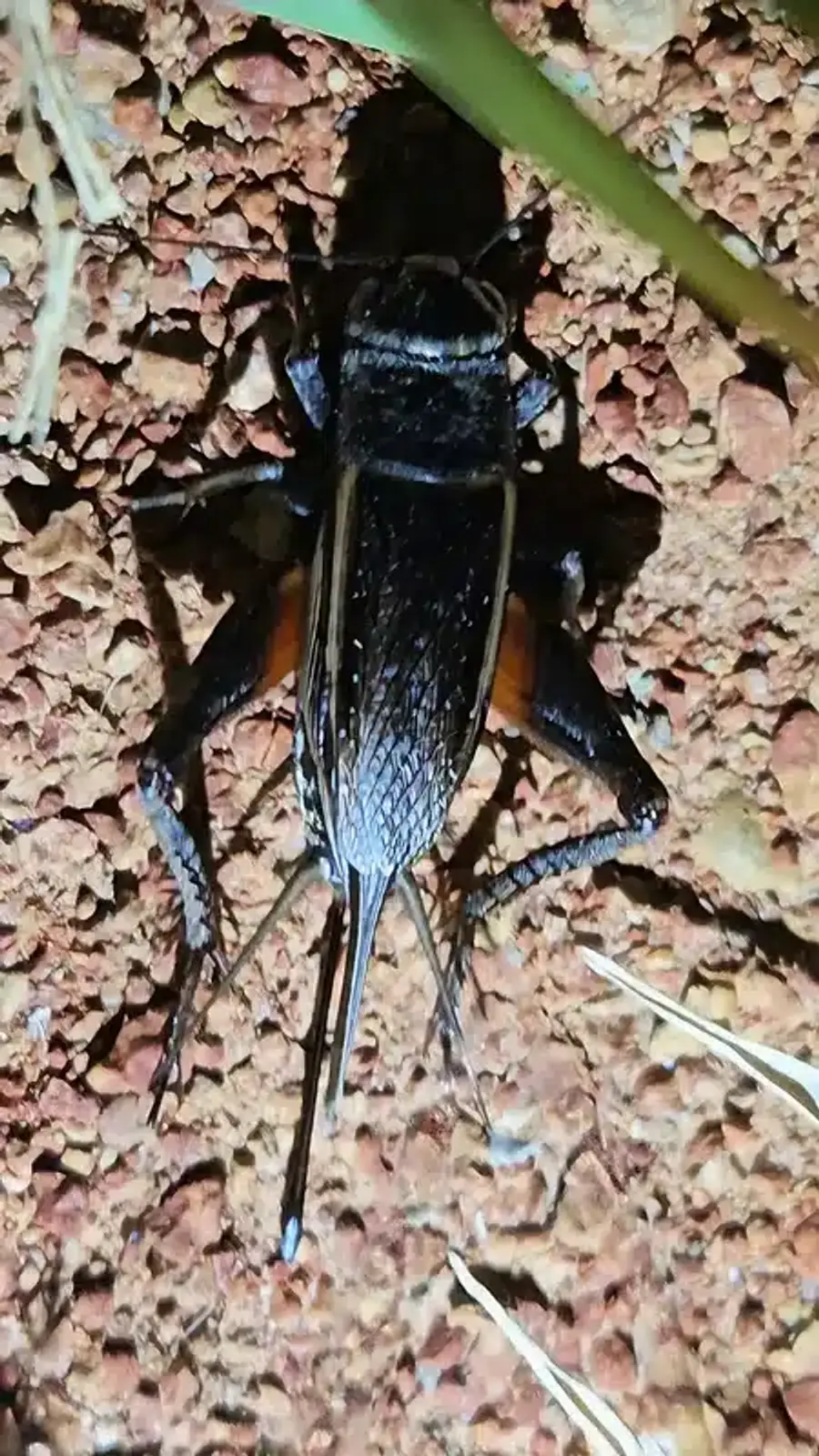 Cricket showing detailed body markings